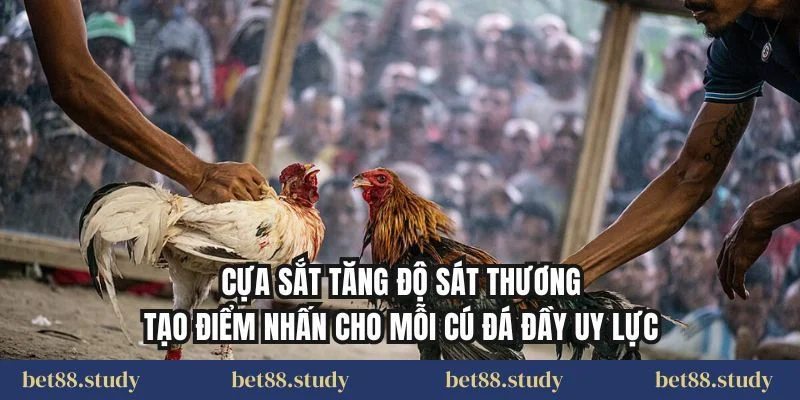 Cựa sắt tăng độ sát thương, tạo điểm nhấn cho mỗi cú đá đầy uy lực