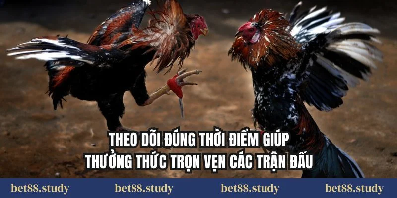 Theo dõi đúng thời điểm giúp thưởng thức trọn vẹn các trận đấu